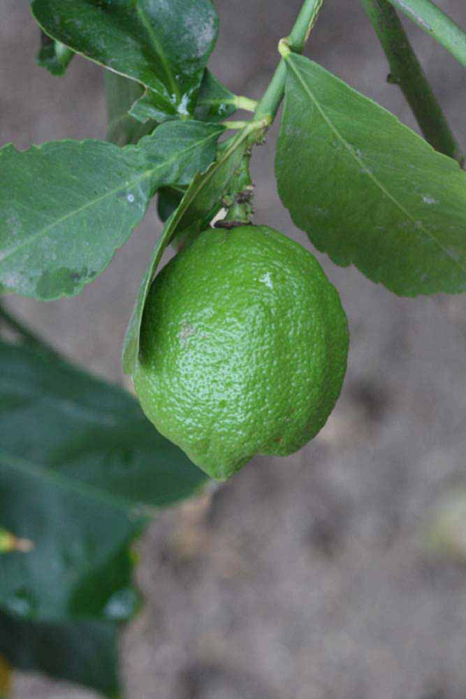            Immature fruit (Corona Foothill, Riverside, CA)   